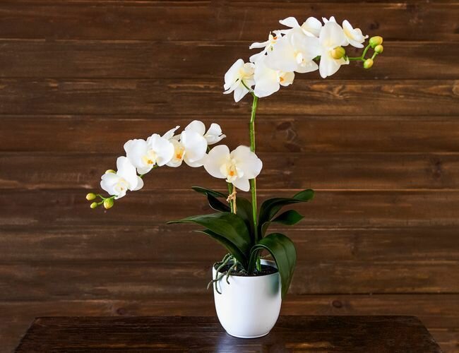 Edelman, Искусственная орхидея фаленопсис в горшочке, кремовый, 66х38 см 950161