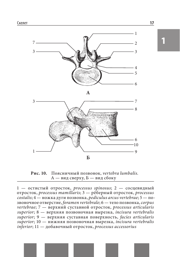 Анатомия человека. Полный компактный атлас - фото №15