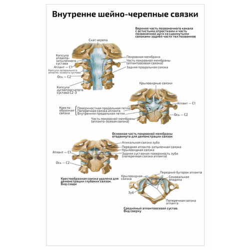 Плакат Квинг Внутренне шейно-черепные связки — медицинский плакат 457×610 мм ≈ (А2)