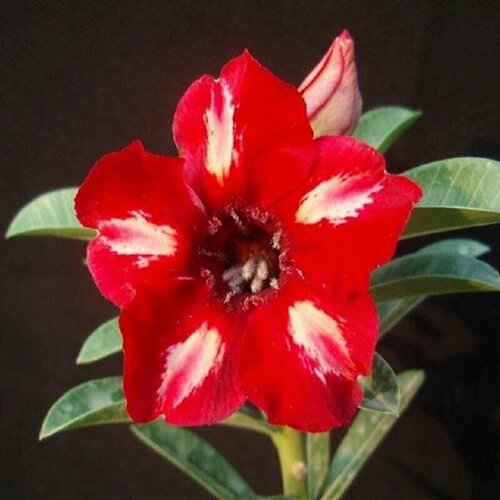 Адениум, Adenium Obesum Desert Rose KO-40, семена, цветы