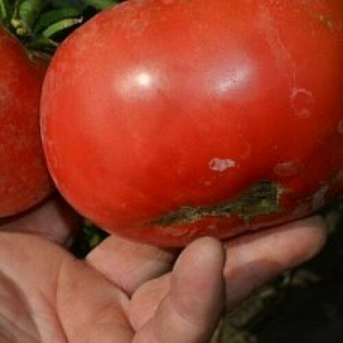 Коллекционные семена томата Гусиные ручьи лесной гражданка ручьи удельная…