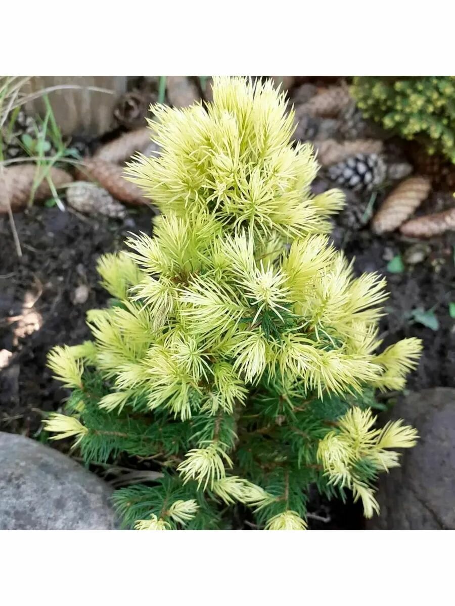 Ель канадская Дэйзи Уайт   Daisy s White  