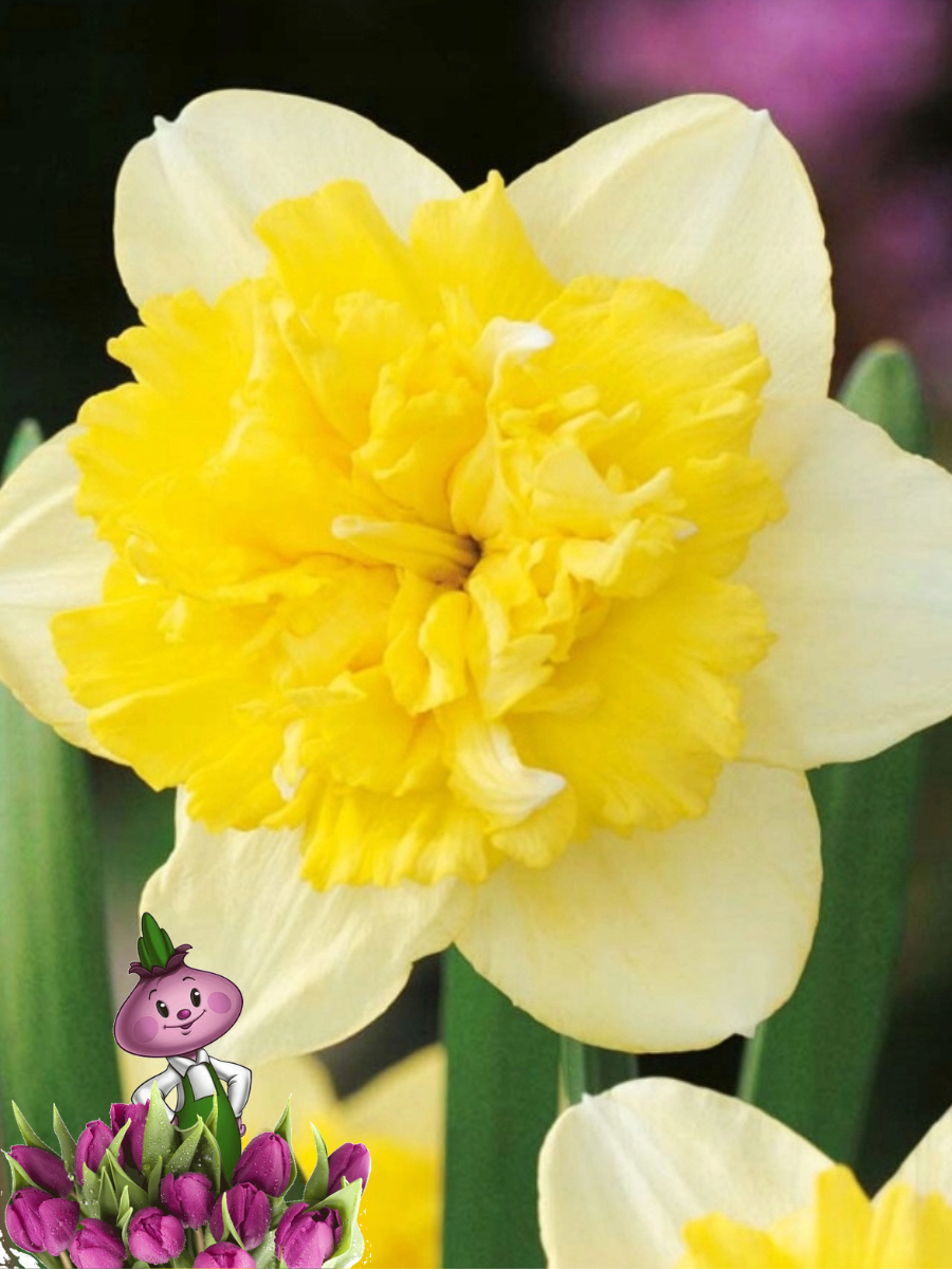 Луковицы цветов Chipollino flowers Нарцисс FULL HOUSE (5 луковиц)