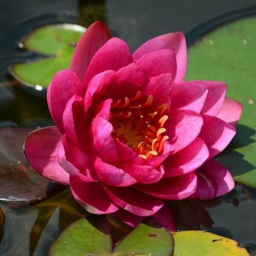 Растение для пруда Водяная нимфея James Brydon, красная, корневище