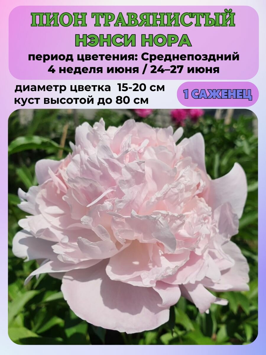 Пион травянистый Нэнси Нора корень 1 штука
