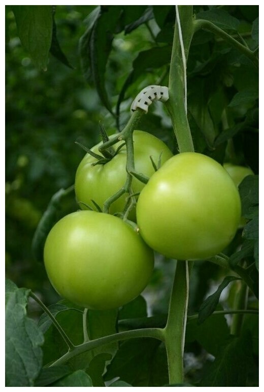 Кистедержатель, опора для кистей для растений (для томатов/помидоров), веток, деревьев 300 штук - фотография № 3
