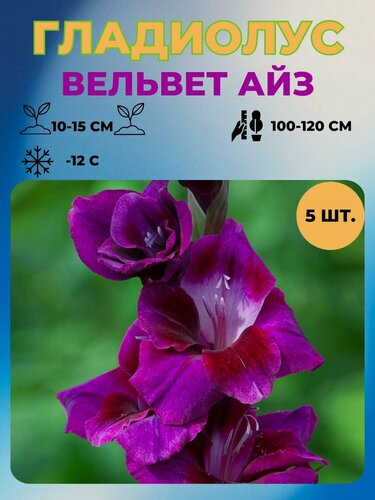 Изображение товара Гладиолус луковицы 5 шт.