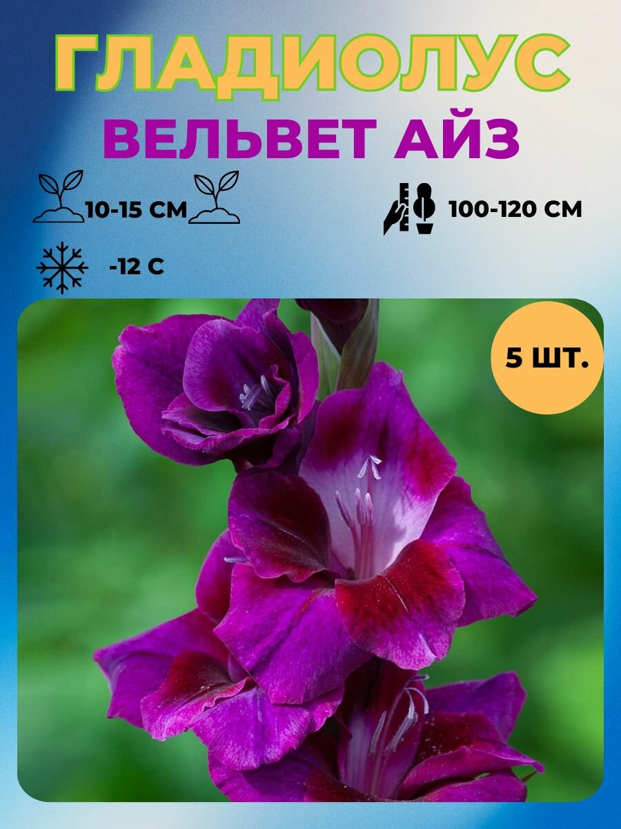 Гладиолус луковицы 5 шт.