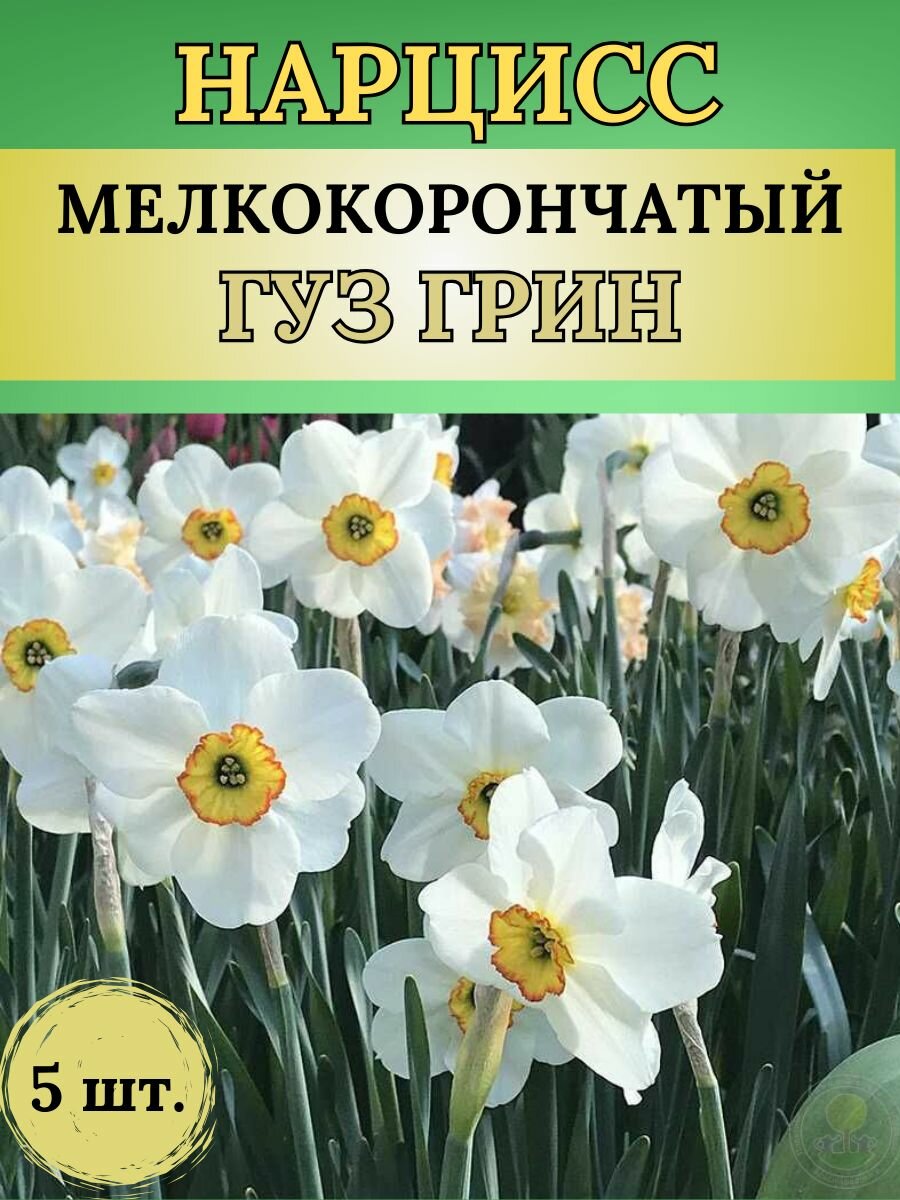 Нарциссы луковицы многолетние цветы 5 штук