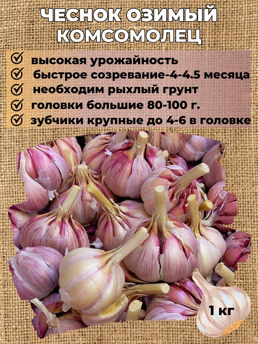 Чеснок озимый на посадку 1кг.