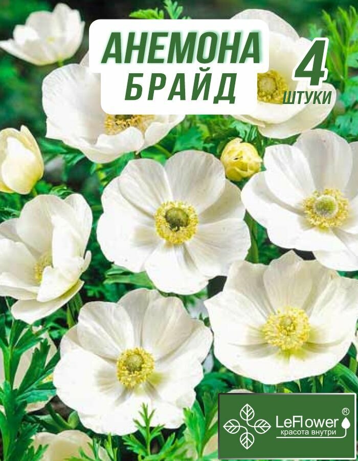 Анемона луковицы Брайд 4шт (лф)