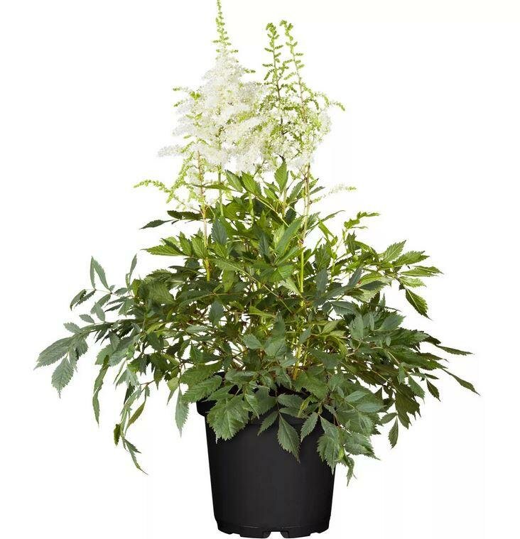 Астильба Г. Арендса Майти Плони - Astilbe Mighty Plonie D14 H40