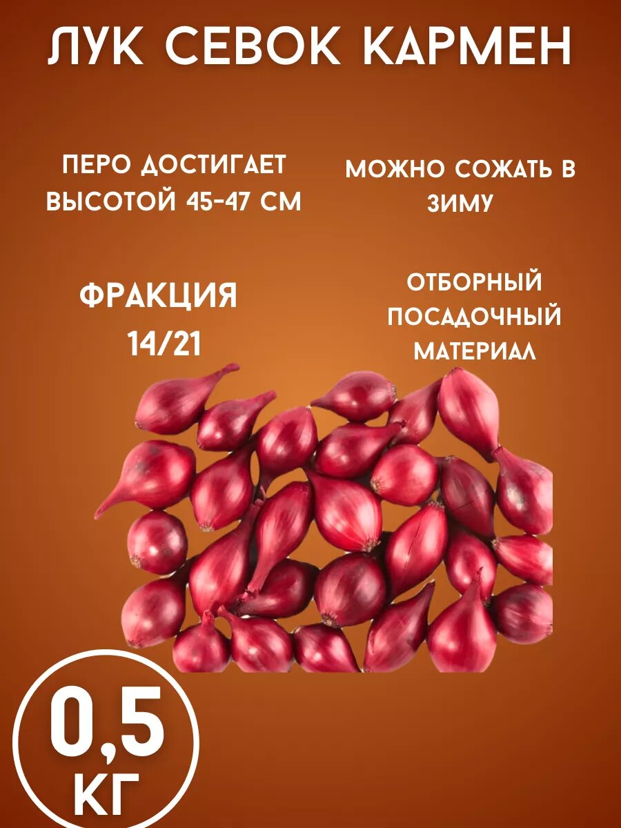 Лук Севок сорт 