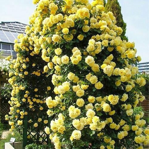 Роза плетистая Голден Ковер саженец розы 899₽