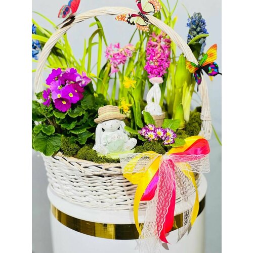 Огромная композиция первоцветов / Весенние цветы / Примула, амарилис и гиацинт
