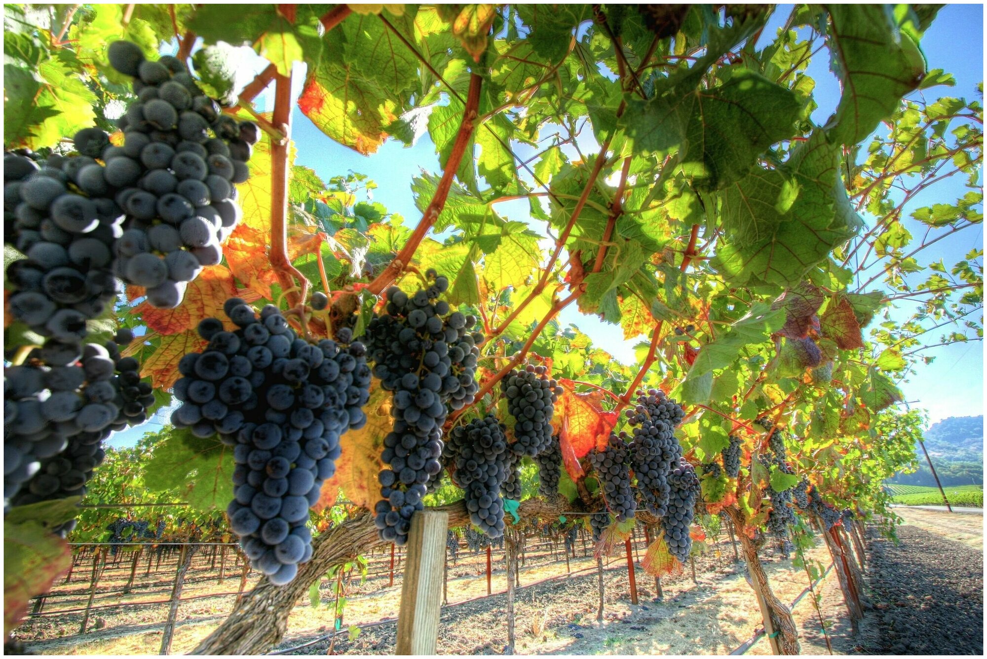 Гранулированное удобрение для винограда 1кг - способствует улучшению вкусовых качеств плодов, повышает сахаро-кислотный индекс, увеличивает массу и ко - фотография № 5