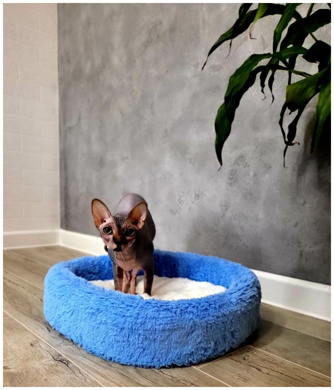 Лежанка для кошек и собак мелких пород , голубая , со съемной подушкой , ZooMoDa . - фотография № 1