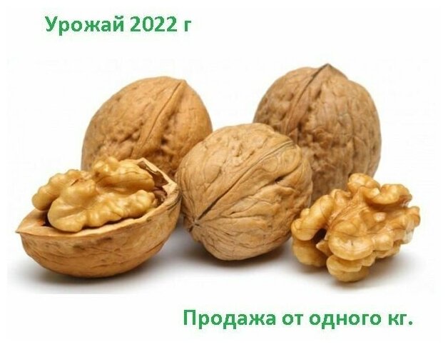 Грецкий орех в скорлупе NUTS-OPT/ чили 2000 гр. новый урожай 2023г. - фотография № 1