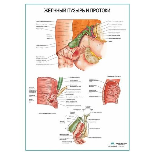 Желчный пузырь и протоки плакат глянцевая фотобумага от 200 г/кв. м, размер A2+