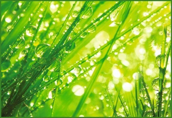 фото Фотообои Vostorg А 028 Утренняя роса 294х260см