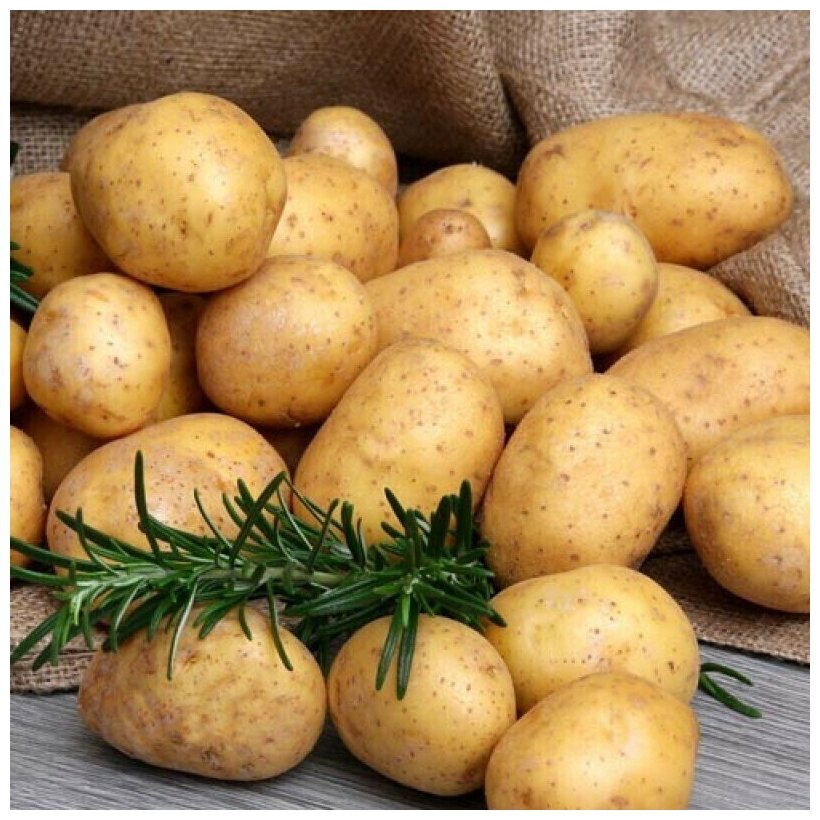 Картофель сорта "Гала", мешок 5 кг, раннеспелый, с выдающимися вкусовыми характеристиками, обладает необычайно высокой урожайностью, предназначен для - фотография № 2