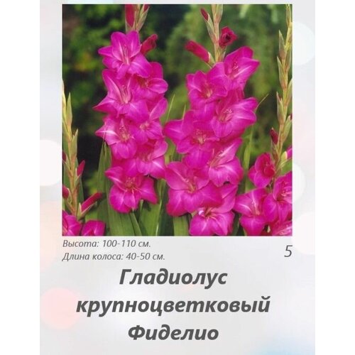 Гладиолус Фиделео 5 шт.
