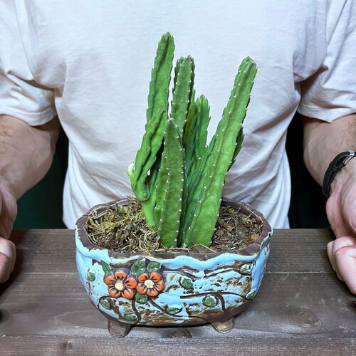 Гуэрния в глиняном кашпо