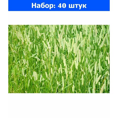 Тимофеевка 40кг - 40 пачек семян