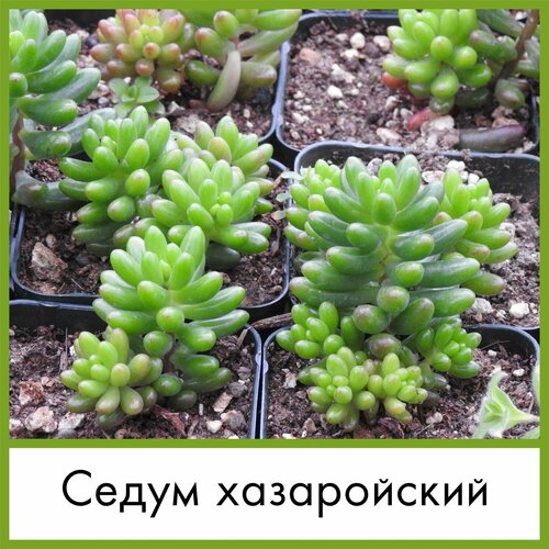 Набор для выращивания семена Суккулент Седум хазаройский (Sedum chazaroi, Очиток Хазаройский) набор для выращивания семена суккулент седум коринефиллум sedum corynephyllum очиток коринефиллум