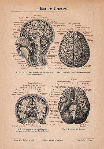 Плакат, постер на бумаге строение частей головного мозга. Анатомический рисунок. Размер 21 х 30 см