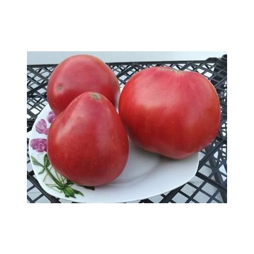 Коллекционные семена томата Бычье сердце огромное коллекционные семена томата японское бычье сердце