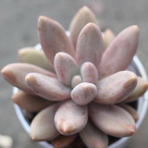 Пахифитум Яйценосный Даймонд (Pachyphytum Oviferum Diamond) D5см