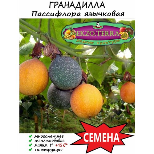 Семена Гранадилла (Пассифлора язычковая) 5 шт.