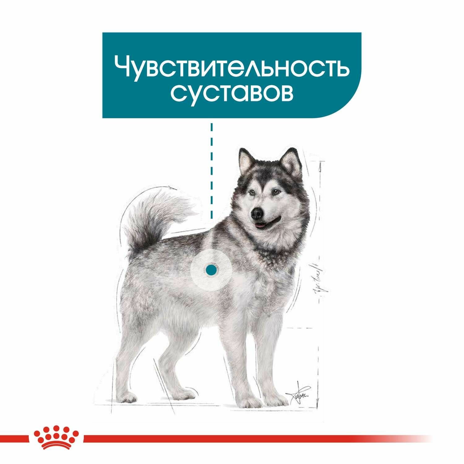 Royal Canin Maxi Joint Care сухой корм для собак крупных пород с повышенной чувствительностью суставов, 10кг - фото №4