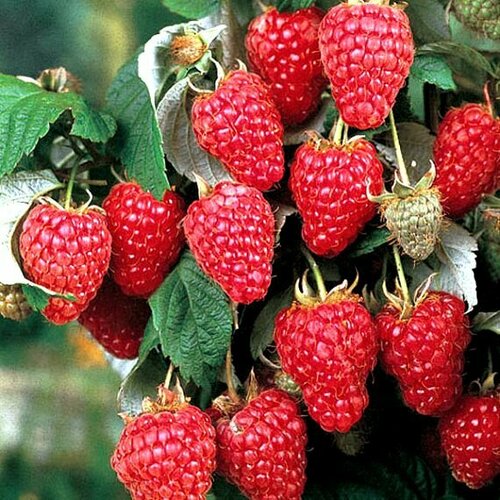 Малина крупноплодная Краса России 3 шт саженцы малины 1599₽