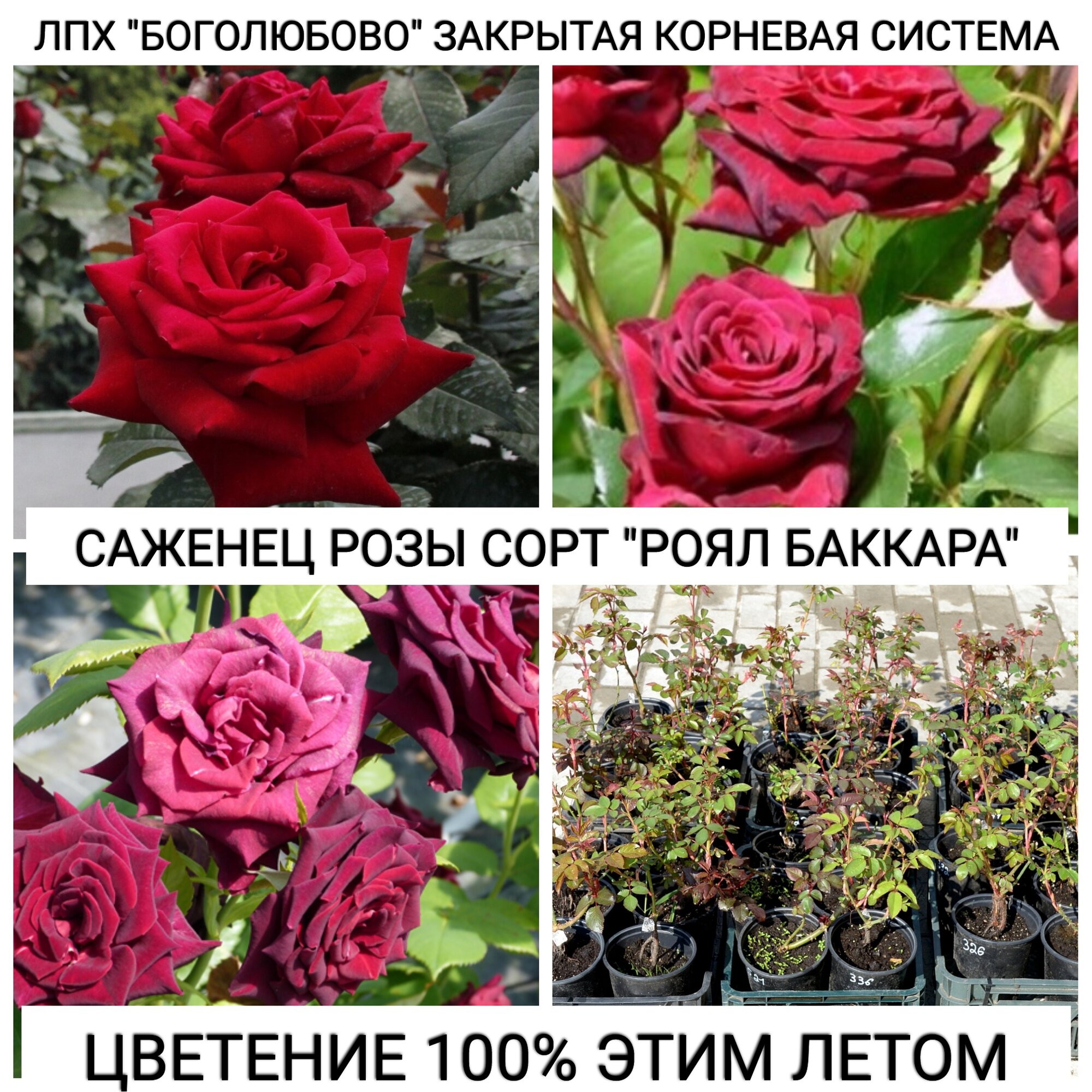 Саженец розы 