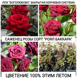 Саженец розы "Роял Баккара" Закрытая корневая система
