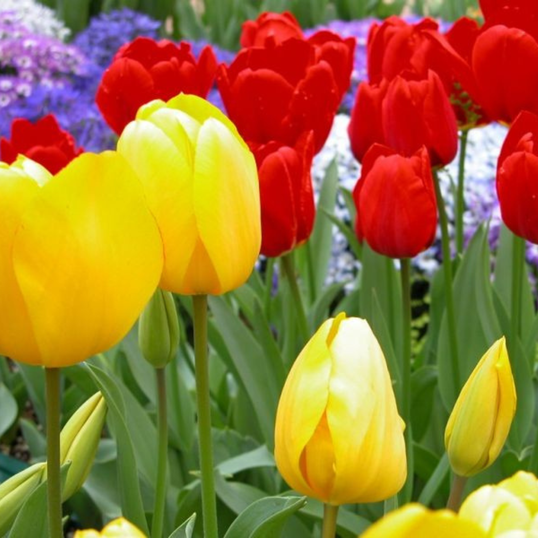 Луковицы цветов, клумба, тюльпаны триумф RED AND YELLOW MIX 10 штук