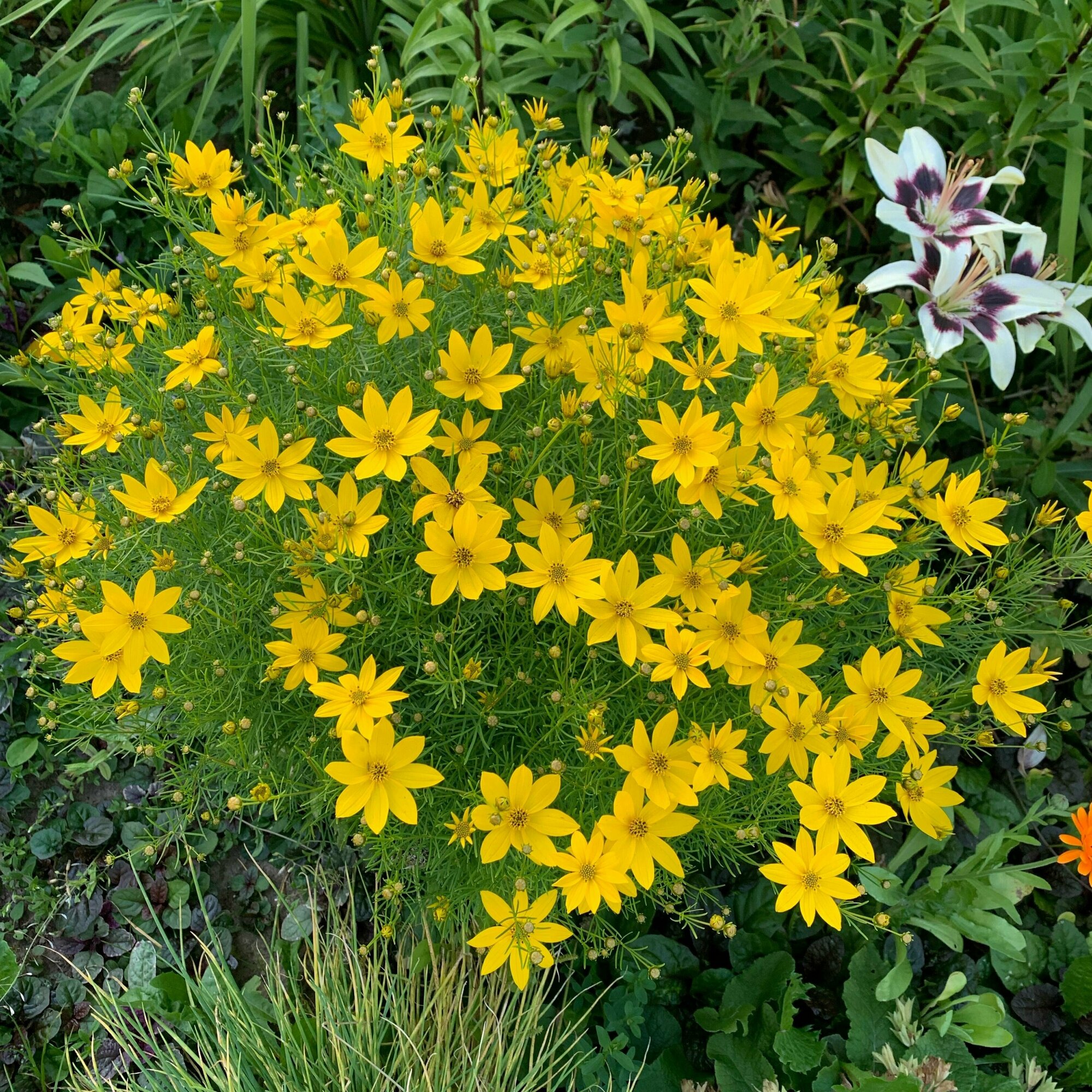 Кореопсис: солнечный многолетник для вашего сада