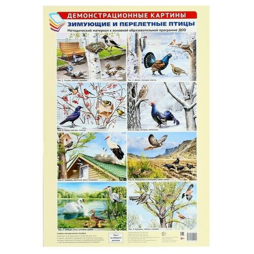 Демонстрационные картины А3 Зимующие и перелётные птицы Методический материал