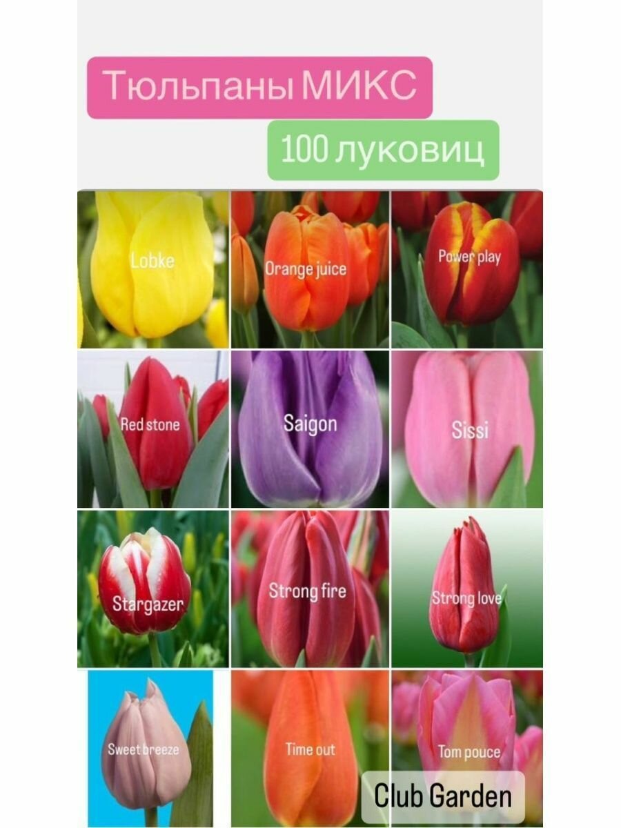 Тюльпаны луковицы 100 шт - фотография № 2