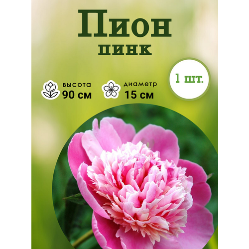 Луковица Пион Pink Розовый 1 штука Многолетнее луковичное растение для посадки