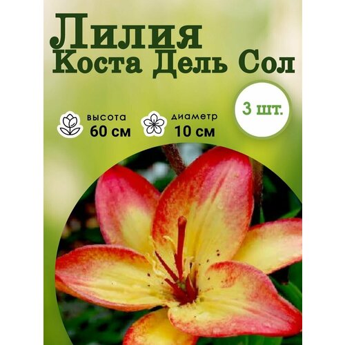 Луковица Лилия Costa del Sol 3 штуки Многолетние луковичные цветы для посадки