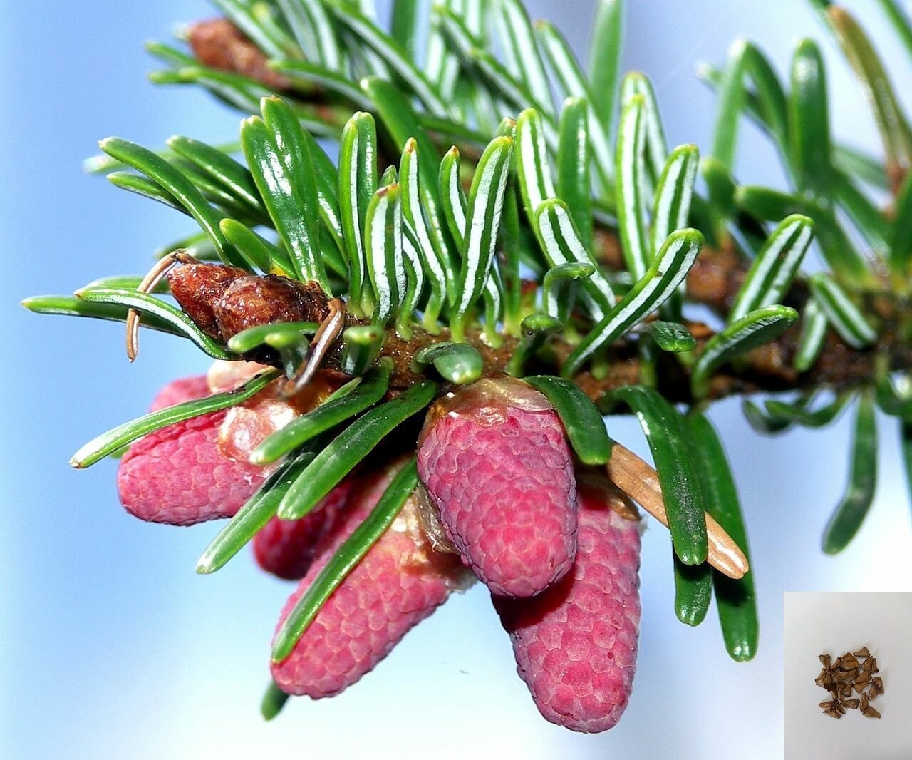 Пихта кавказская 25 семян