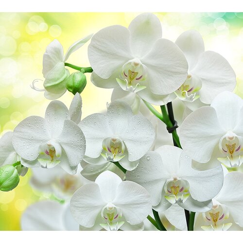 Фотообои Divino Decor Белые орхидеи B-085 300х270 см