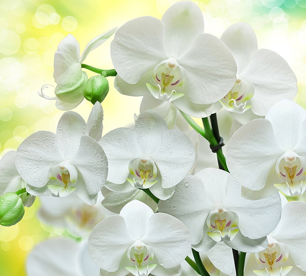Фотообои Divino Decor Белые орхидеи B-085 300х270 см