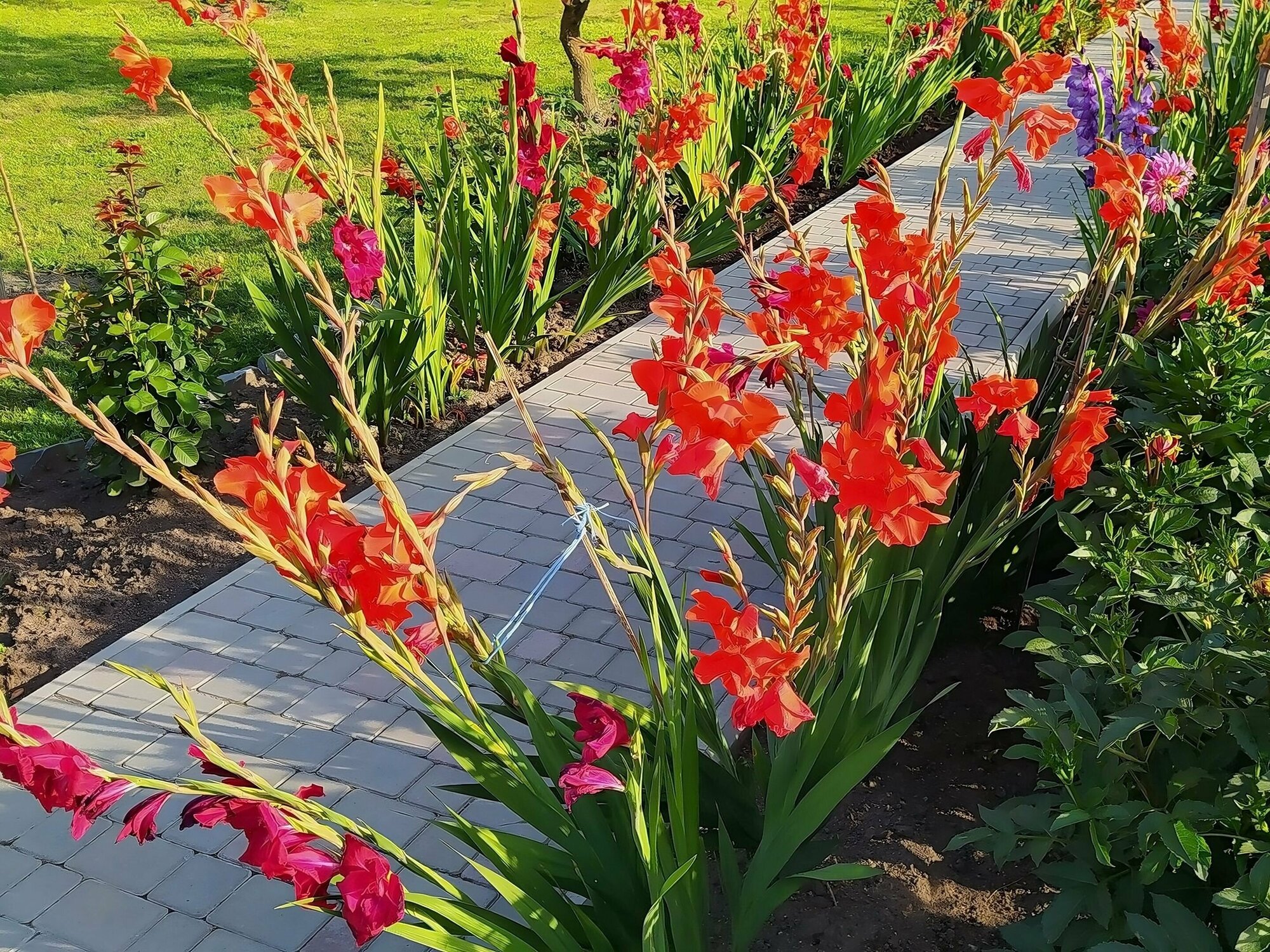 Поддержка-опора "Гладиолус" 3 шт, 67 см - для садовых цветов, помогает им вытянуться, ускоряет их рост. Для придания правильной формы растениям - фотография № 5