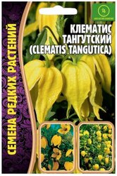 Семена Клематиса Тангутского (Clematis Tangutica) (10 семян)