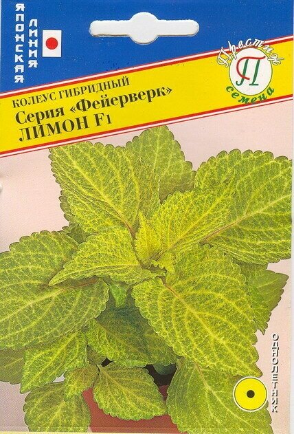 Колеус Фейерверк Лимон F1. Семена. Карликовый гибрид 15 см. высотой с превосходным побегообразованием. Долго сохраняет свою декоративность