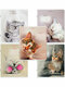котики